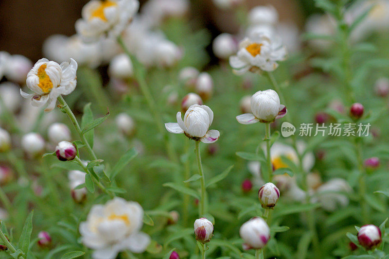 罗丹花花药/洋甘菊阳光/纸雏菊